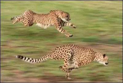 Le guépard est l'animal terrestre le plus rapide.
Quelle vitesse peut-il atteindre ?