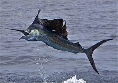 Dans l'eau, c'est l'espadon voilier qui gagne la course ! 
Quelle est la vitesse maximale du poisson le plus rapide du monde ?