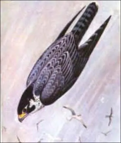 L'animal le plus rapide du monde est un oiseau, logique ! 
Quelle est la vitesse de pointe du faucon pèlerin plongeant en piqué ?
