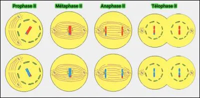 Quel processus de division cellulaire des cellules sexuelles est à l'origine d'anomalies comme la trisomie 21 ?