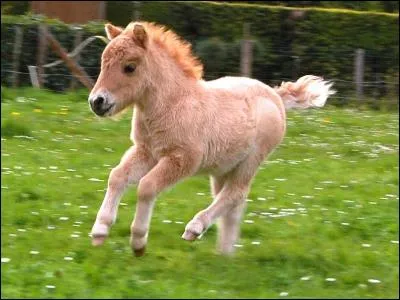 Quand tu es à cheval tu dois contrôler l'impulsion. Comment ?