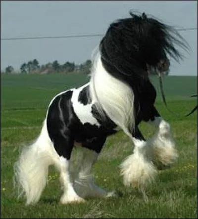 Comment s'appelle la race de ce cheval ?