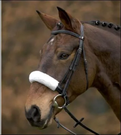 Quelle est cette muserolle ?