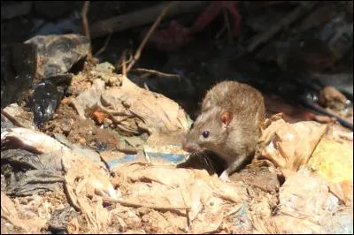 La peste transmise par puces et bactérie a débarqué à Marseille. En quelle année ?