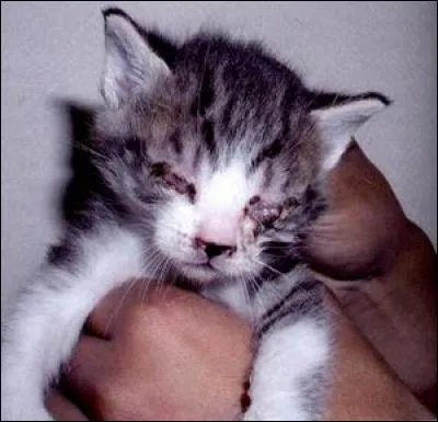 Quels autres noms lui donne t-on ? Cochez l'erreur.