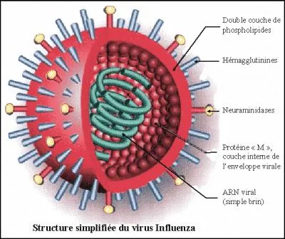 Parmi les épidémies de grippe ou les pandémies, laquelle fit le plus de morts ?