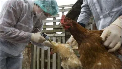Quel est le virus de la grippe aviaire ?