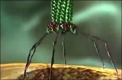 Quel nom donne-t-on à la nouvelle forme de thérapie qui utilise un ensemble de virus qui infectent et détruisent les bactéries ?