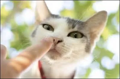 Quelle caract&eacute;ristique peut-on voir chez un chat ?