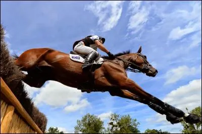Peux-tu acheter des chevaux à Moorland ?