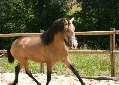 Quel est le nom de cette robe ?