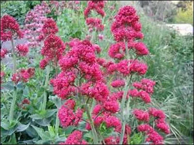 Quelles plantes me conseillez-vous pour guérir les maladies les plus rebelles dont ma brutale envie de faire des blagues idiotes dans un quiz ?