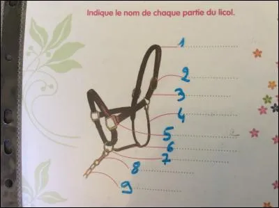 Le licol. Le numéro 8 se nomme....