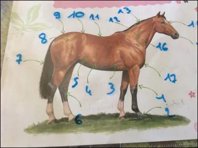 Le numéro 10 est (sont) ... du cheval.