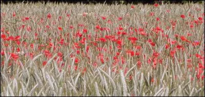 Dans le calendrier républicain, quel mois correspondait à la période du 19 juin au 18 juillet ?