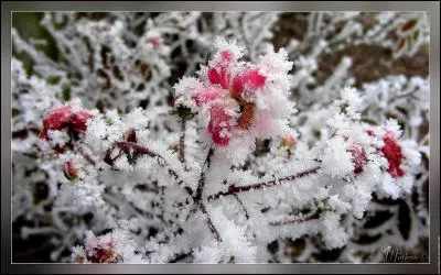 Quel est le mois de la Chandeleur ?