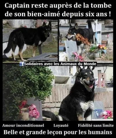 Chien croisé avec un autre canidé !