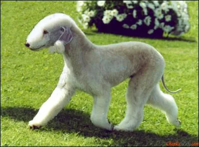 Querelle de mauvaise foi ou passage en zigzag !