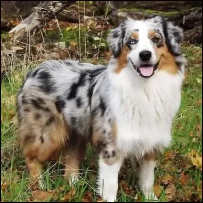 Asiatique et passoire !