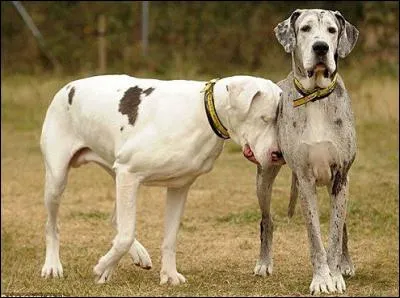 Est tout à fait capable de vous faire prendre des vessies pour des lanternes !
