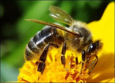 Comment s'appelle la peur des abeilles ?