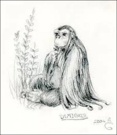 À quoi les poils de Demiguise servent-ils ?