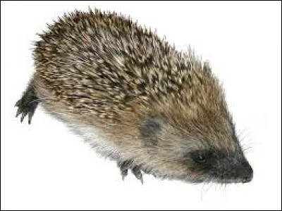 Que fait un Noueux (Knarl) lorsqu'on lui offre de la nourriture ?