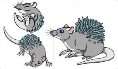 Quels sont les effets secondaires si on abuse des tentacules (excroissances) d'un Murlap ?