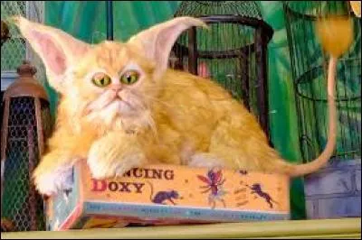 Quelle est la particularité du Fléreur (Kneazle) ?