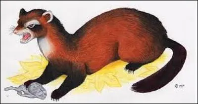 Quelles sont, le plus souvent, les types de phrases dites par le Jarvey ?