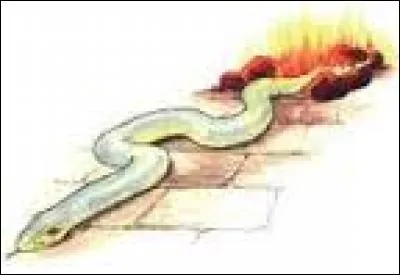 Comment l'Ashwinder apparaît-il ?