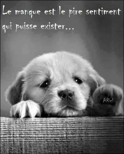 Qui a dit : "Le sentiment amoureux se mesure à l'ampleur du manque, à l'état fiévreux dans lequel l'absence de l'autre nous plonge." ?