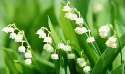 Quelle fleur est à l'honneur chaque année au 1e mai ?