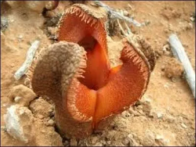 Quel est le nom de cette plante ?