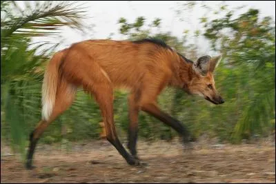 Comment s'appelle cet animal ?