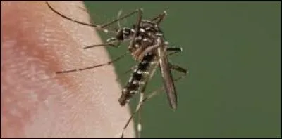 Quelle maladie est transmise par le moustique dans la région du Brésil ?