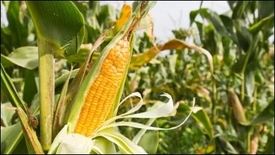 Le maïs peut pousser partout sur Terre.