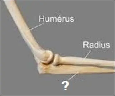 A quoi ressemble le chien en question ?