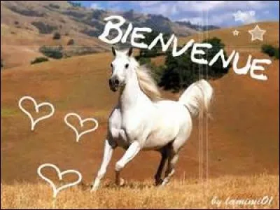 Comment faire pour que son cheval écoute ?