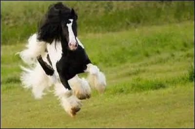 Comment donner à manger à son cheval ?