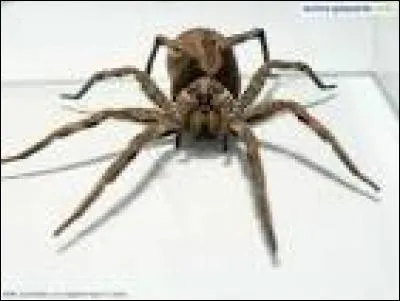 Quel est le nom de l'araignée d'Eli ?