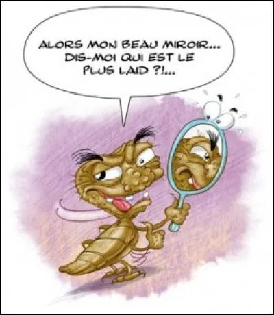 Pourquoi dit-on « fier comme un pou » ?