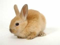 Quiz Lapins
