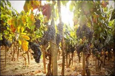 Que faut-il aux hommes pour qu'ils ressemblent aux plantes et que leurs fruits soient doux et parfumés ?