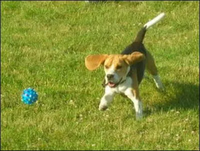 Quand les chiens transpirent, comment font-ils pour évacuer la transpiration ?