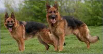 Quelle est la race du chien montré en photo ?