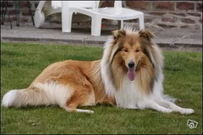 Comment s'appelle la série qui porte le nom de ce chien ? (photo)