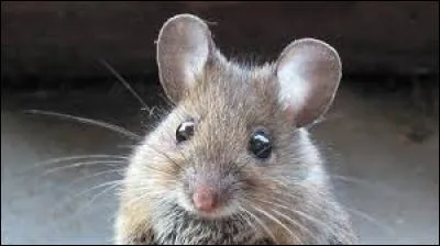 La souris australienne pose de petits cailloux devant son terrier. Ainsi la rosée se dépose dessus puis se condense.