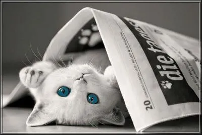 Qu'appelle-t-on un journal bi-hebdomadaire ?