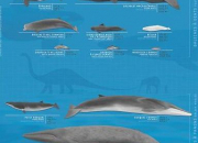 Quiz Les baleines du St-Laurent (1)/Les bélugas